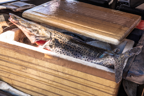 Băng dính vàng đục được dùng để dán thùng xốp hải sản