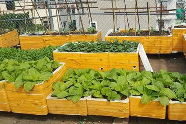 Tái sử dụng thùng xốp dán băng dính vàng đục để trồng rau